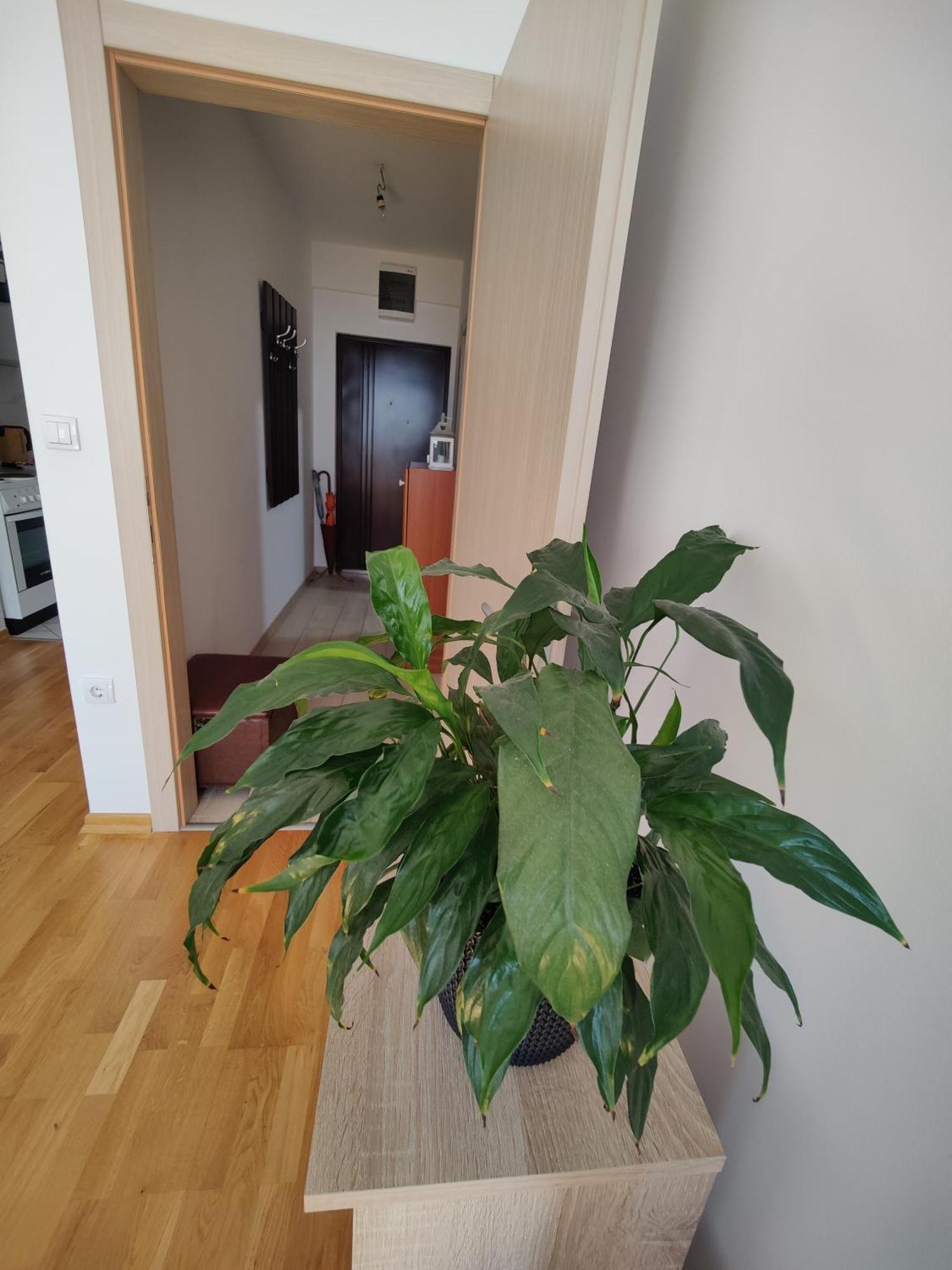 Apartman Aleksic Nis Bagian luar foto