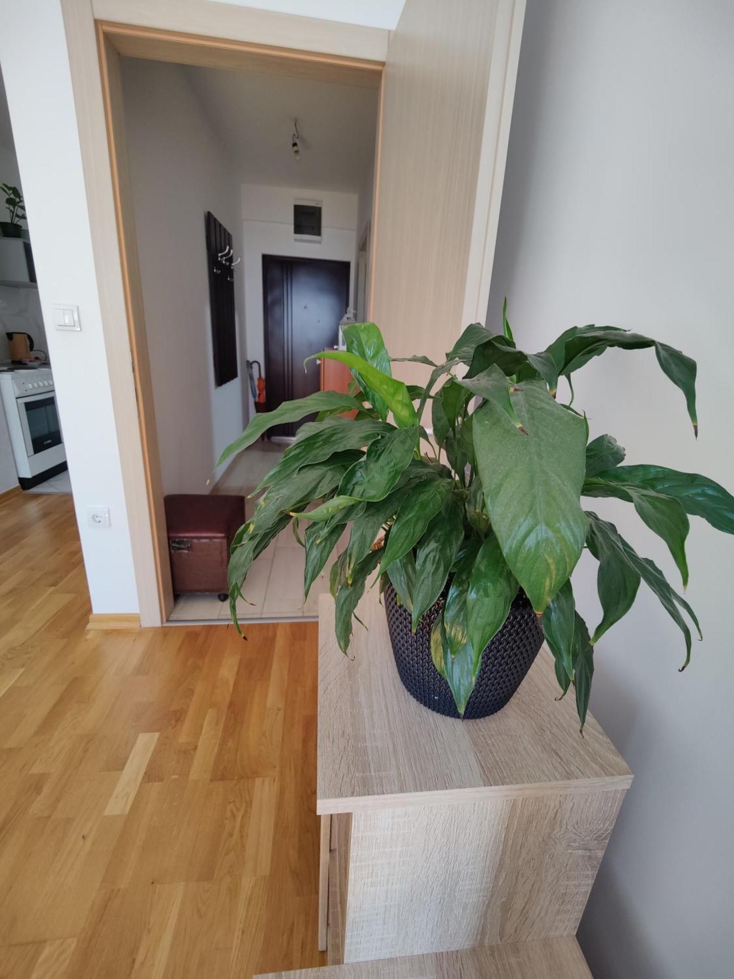 Apartman Aleksic Nis Bagian luar foto